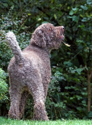 D'ya like my false beard?!
Palabras Clave: Dog Dogs Elvis Poodles Standard Poodle Tongue