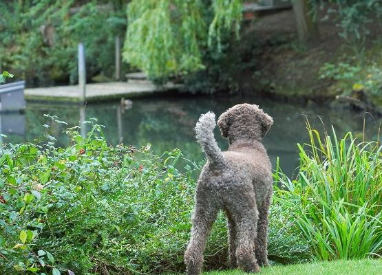 Keywords: Dog Dogs Elvis Poodles Standard Poodle Tongue