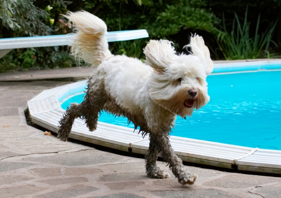 Jus' gonna air dry myself
Palabras clave: Dog Dogs Play Playing Playtime Pool Run Running Rupert Swimming Terrier Terriers Tibetan