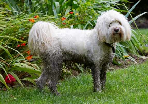 Yeah, I know, I'm mucky
Palabras clave: Dog Dogs Play Playing Playtime Rupert Stand Standing Terrier Terriers Tibetan