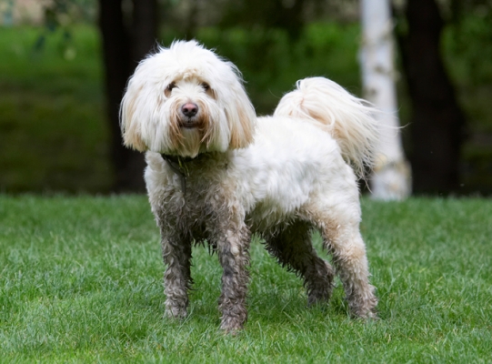 Wassup
Schlüsselwörter: Dog Dogs Play Playing Playtime Rupert Stand Standing Terrier Terriers Tibetan