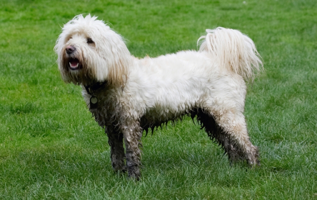 So, wot we gonna do now?....
Keywords: Dog Dogs Play Playing Playtime Rupert Stand Standing Terrier Terriers Tibetan
