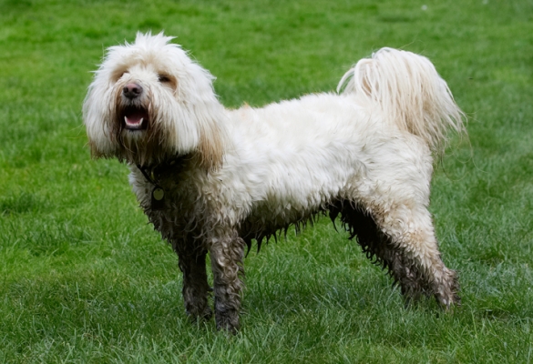 ...........eh?
Anahtar kelimeler: Dog Dogs Play Playing Playtime Rupert Stand Standing Terrier Terriers Tibetan