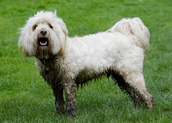 Let's have some action here
Keywords: Dog Dogs Play Playing Playtime Rupert Stand Standing Terrier Terriers Tibetan