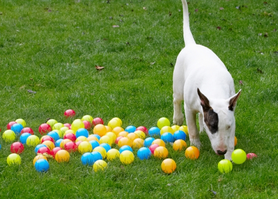 Think I'll have this one..........
Anahtar kelimeler: Ball Balls Bull Dog Dogs English Mana Play Playing Playtime Terrier Terriers