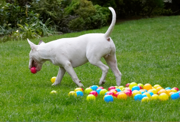........ nope, changed my mind
Klíčová slova: Ball Balls Bull Dog Dogs English Mana Play Playing Playtime Terrier Terriers