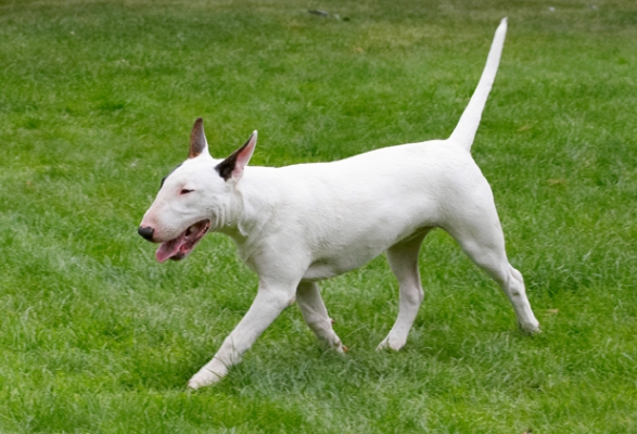 Off to see a dog about a man
Anahtar kelimeler: Bull Dog Dogs English Mana Play Playing Playtime Smile Smiling Terrier Terriers Tongue