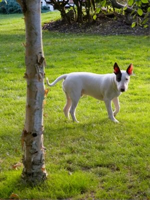 Wot!!
Ključne besede: Bull Dog Dogs English Mana Play Playing Playtime Stand Standing Terrier Terriers