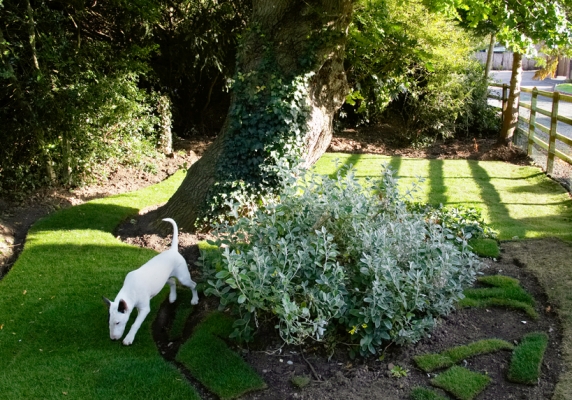 I'm jus' exploring
Our "new" top garden, along the track leading down to Whitecroft.  The new turf was planted in the summer of 2007.
Keywords: Bull Dog Dogs English Garden Mana Play Playing Playtime Terrier Terriers