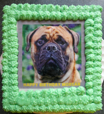 Happy birthday Morgan
Schlüsselwörter: Animal Animals Birthday Birthday cake Bull Mastiff Cake Canine Canines Dog Dogs Land Mammal Land Mammals Mammal Mammals Morgan Terrestrial Mammal Terrestrial Mammals