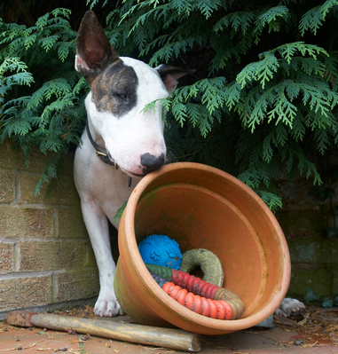 There are so many to choose from
الكلمات الإستدلالية(لتسهيل البحث): Animal Animals Bullies Bully Canine Canines Dog Dogs English Bull Terrier Land Mammal Land Mammals Mammal Mammals Mana Terrestrial Mammal Terrestrial Mammals Terriers
