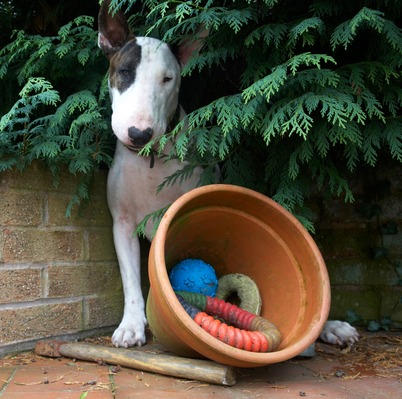 Can you help me choose?
Mots-clés: Animal Animals Bullies Bully Canine Canines Dog Dogs English Bull Terrier Land Mammal Land Mammals Mammal Mammals Mana Terrestrial Mammal Terrestrial Mammals Terriers