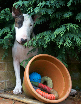 I'm just waiting for someone to play with me
Schlüsselwörter: Animal Animals Bullies Bully Canine Canines Dog Dogs English Bull Terrier Land Mammal Land Mammals Mammal Mammals Mana Terrestrial Mammal Terrestrial Mammals Terriers