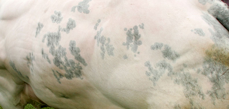 Belgian Blue Bull
Muscles on top of muscles.
Klíčová slova: Belgian Blue bull muscles Three Counties Show livestock beef cattle bull
