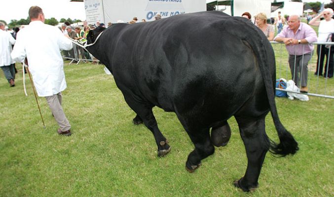 Aberdeen Angus Bull in the Grand Parade
Keywords: Aberdeen Angus bull Three Counties Show grand parade livestock beef cattle