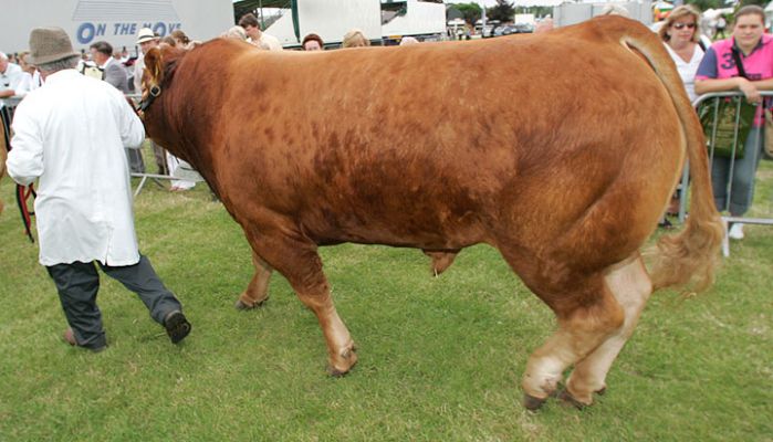 Bull Being Led into the Grand Parade
Anahtar kelimeler: Bull Grand Parade Three Counties Show livestock beef bull