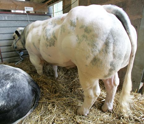 Belgian Blue Bull
Ključne besede: Belgian Blue bull Three Counties Show livestock beef