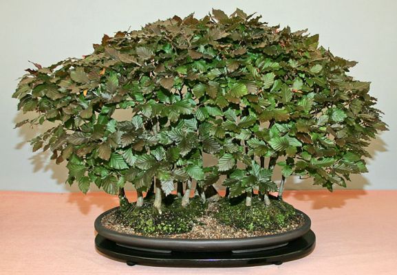 Bonsai in the Garden Tent
The flower and garden tent was hugely reduced in size from previous years:  I believe the Three Counties Show conflicts with a BBC garden show at the NEC.  But the bonsai on display were beautiful.
Schlüsselwörter: bonsai tree Three Counties Show small tree tiny