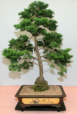Bonsai in the Garden Tent
Palabras clave: bonsai tree Japanese tree Three Counties Show small tree tiny tree