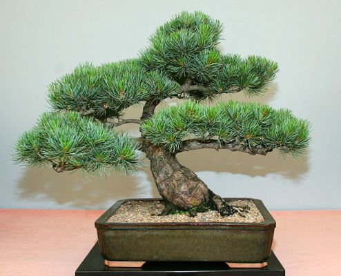 Bonsai in the Garden Tent
Palabras clave: bonsai tree Japanese tree Three Counties Show small tree tiny tree