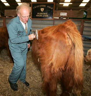 Charlie Brushing Highland Cattle
Charlie is from the [url=http://www.craycombehighlanders.com/index.htm]Craycombe Fold[/url].
Keywords: Charlie Highland Cattle Three Counties Show brushing cattle Craycombe Fold