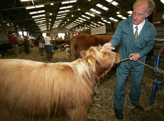 Charlie Getting Highland Cattle Ready for Show Ring
الكلمات الإستدلالية(لتسهيل البحث): Charlie Three Counties Show Highland Cattle show ring