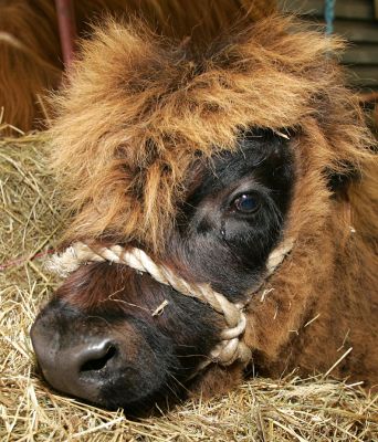 Crying Highland Calf
This is the second time in the past few days I've actually seen a calf cry.  I suppose the water is to clear out their eyes (it's very hot, and I'm sure the pollen count is high) --- but it's sure sad to see them crying.
Ключови думи: crying Highland calf Three Counties Show