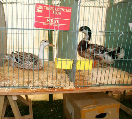 Award Winning Ducks
Palabras clave: ducks awards Three Counties Show