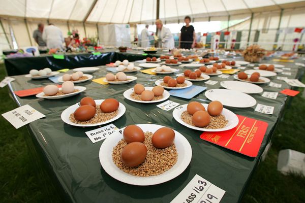 Award Winning Eggs
Just after I took this photograph, a gorgon came running up to me to ask if I had permission to take photos.  I said "no," but I explained I was a Life Governor of the Society, and had taken photos at the show for years.  I said if I needed permission, a simple sign or courteous comment would be appreciated.  I'm 56 years old:  far too old to be yelled at by petty functionaries guarding eggs.
Klíčová slova: eggs awards Three Counties Show gorgon