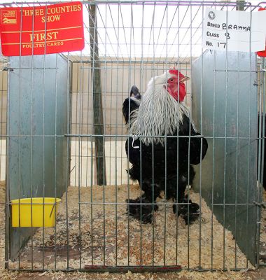 Award Winning Chicken
The gorgon who yelled at me about taking photos in the poultry tent thought that I would "stress" the birds.  I would suggest that putting them in a small cage in a hot tent filled with other unfamiliar chickens and ducks and even turkeys, and then add thousands of people, would stress them more than a 1/100 exposure.  Does this guy look stressed?
Palabras clave: chicken award winning first prize Three Counties Show