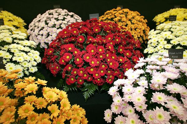 The Flower Tent
Keywords: flowers Three Counties Show