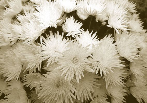 White Flowers
Ključne besede: Three Counties Show white flowers