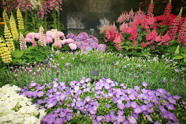 Flower Display
Palabras clave: flower display Three Counties Show