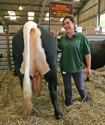 Gloucester Bull
Słowa kluczowe: gloucester bull Three Counties Show