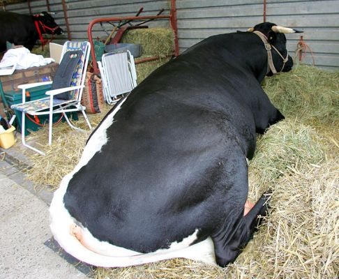 Gloucester Bull
Our Gloucester cow, Betty, is expecting her first child shortly.  The Gloucester breed has quite an interesting story:  please see [url=http://www.gloucestercattle.org.uk/home.htm]their society's website.[/url]
Ključne besede: Gloucester cattle Gloucester bull Three Counties Show
