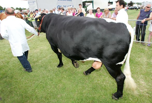 Gloucester Bull entering Main Ring for Grand Parade
Anahtar kelimeler: Gloucester Bull Three Counties Show grand parade