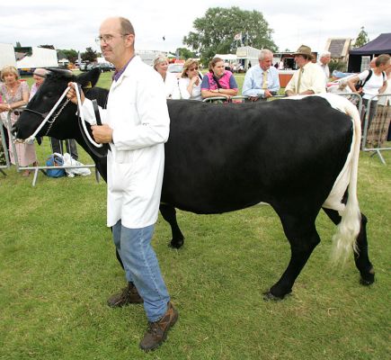 Gloucester Bull
Λέξεις-κλειδιά: Gloucester cattle Gloucester bull Three Counties Show