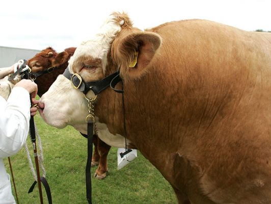 By The Nose
Imagine this huge animal being led around, literally, but a few fingers in his nose ring?
Palabras clave: nose ring bull Three Counties Show