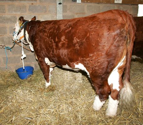 Hereford Bull
Anahtar kelimeler: Hereford bull beef cattle Three Counties Show