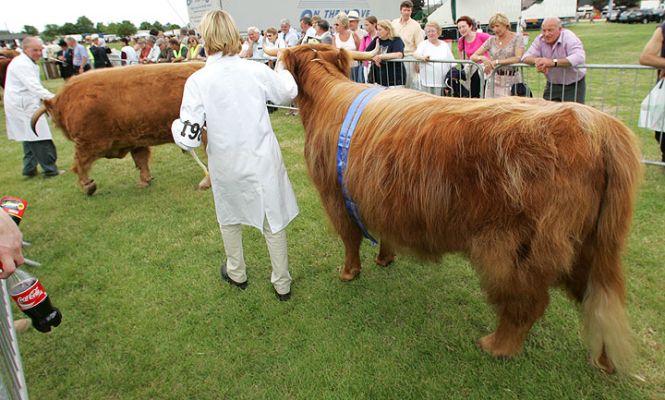 Highland Cattle entering Main Ring
Highland cattle can be hooligans, and have a habit of not going where everyone wants them to go.
Keywords: Highland cattle Three Counties Show