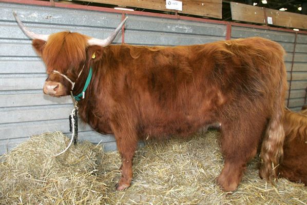 Highland Cow
A cow brushed and cleaned and ready to be shown.
Keywords: Highland cow Three Counties Show