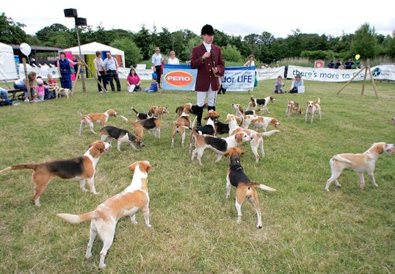 The Fox Hounds
Or, rather, they were the fox hounds...
Ключові слова: fox hounds Three Counties Show