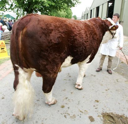 Hereford Bull
Schlüsselwörter: Hereford Bull Three Counties Show beef