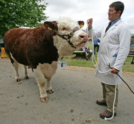 Hereford Bull
Palabras clave: Hereford Bull Three Counties Show beef