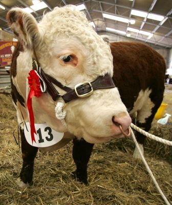 Lucky 13 with His Ribbon
Anahtar kelimeler: lucky 13 Hereford bull winner Three Counties Show