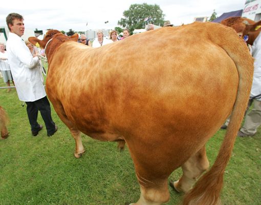 Beef Cattle
الكلمات الإستدلالية(لتسهيل البحث): beef cattle rump Three Counties Show