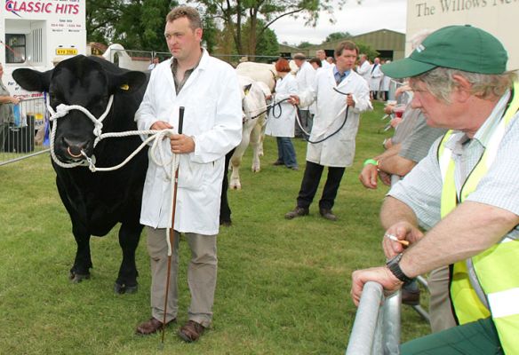 Aberdeen Angus Bull and Bystander
Ključne besede: Aberdeen Angus bull bystander Three Counties Show