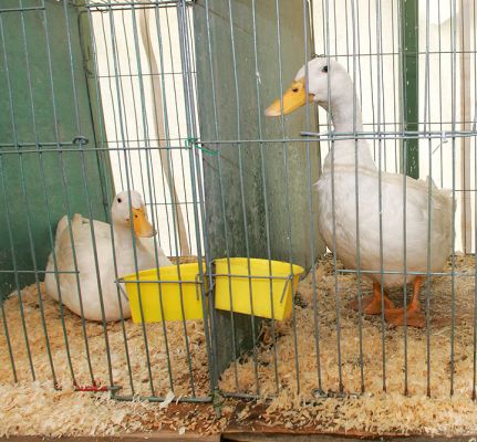 Ducks in Pens
Avainsanat: ducks Three Counties Show cages pens