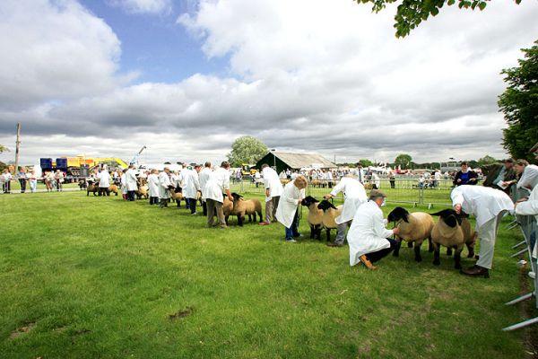 Judging the Sheep
Avainsanat: sheep judging Three Counties Show.