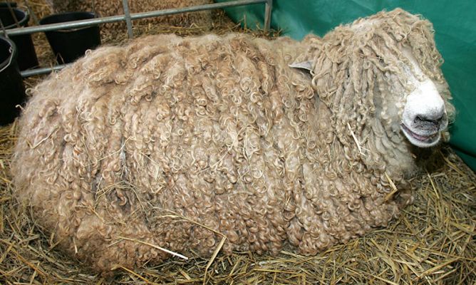 Smiling Sheep
Imagine how hot this poor sheep must be under all that fleece?
Λέξεις-κλειδιά: smiling sheep fleece Three Counties Show